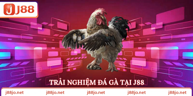 Trải nghiệm đá gà tại J88